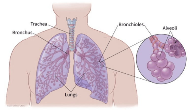 Image result for lung