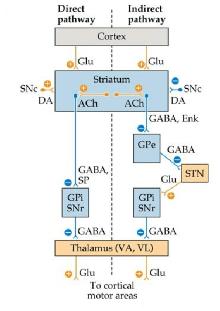 Circuit diagram for direct & indirect pathways. Neurotransmitters: Ach, acetylcholine; DA, dopamine; Glu, glutamate; Enk, enkaphalin; SP, substance P. Nuclei: SNc, substantia nigra pars compacta; SNr, substantia nigra pars retriculata; GPe, globus pallidus pars externa; GPi, globus pallidus pars interna; STN, subthalamic nucleus; VL, ventral lateral nucleus; VA, ventral anterior nucleus.Â 